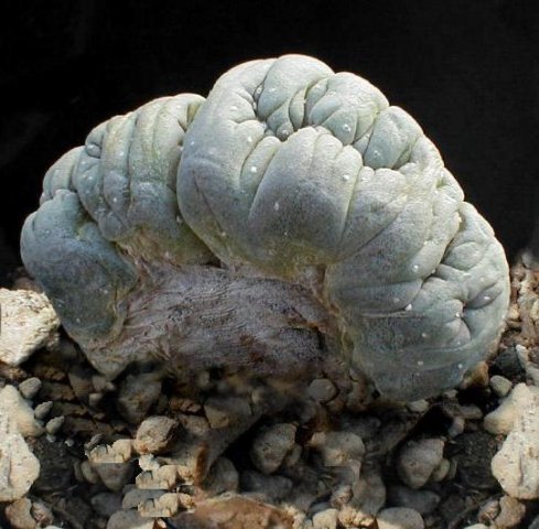 Lophophora_sp_forma_mostruosa